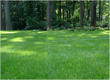 A lawn under mature shade trees with a woodland bed behind, from M&A's lawn care pages