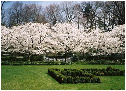A boxwood parterre with cherry trees in bloom and a white balustrade, from M&A's design pages