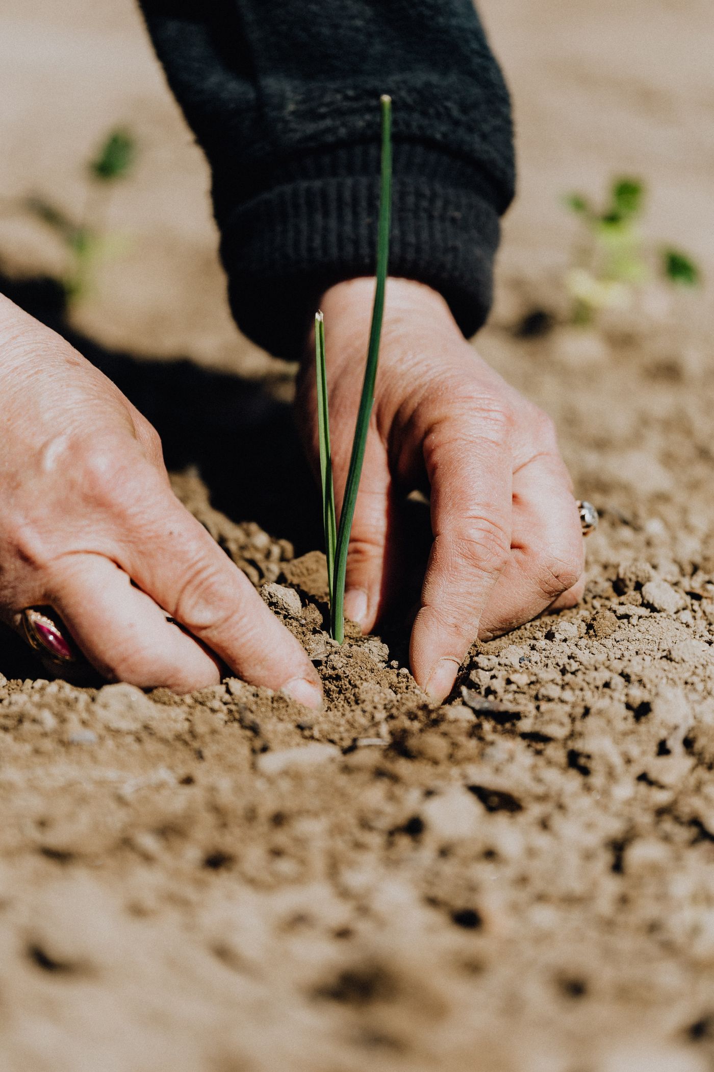 Weathered hands firming a young green shoot into crumbly soil