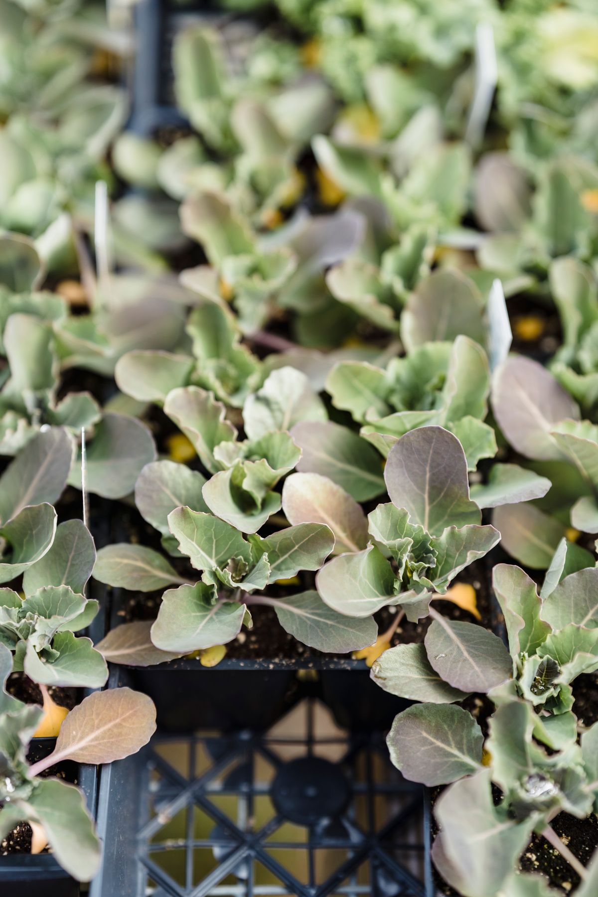 Vegetable seedlings growing in labeled nursery flats
